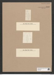 Diatomeae indet. Zeichnungen Sammlung Grunow Nr. 5883 (NHMW-BOT-W0374334)